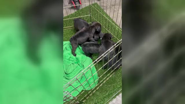 Video preview image #7 French Bulldog Puppy For Sale in JOLIET, IL, USA