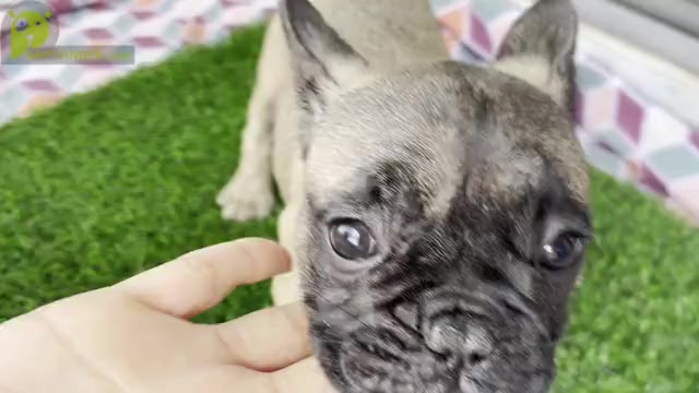 Video preview image #2 French Bulldog Puppy For Sale in KISSIMMEE, FL, USA