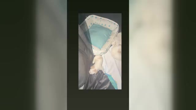 Video preview image #1  Breeder Profile in SAN JOSE, CA, USA