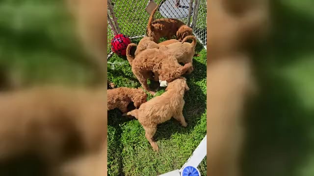 Video preview image #1 Goldendoodle Puppy For Sale in BROADVIEW HEIGHTS, OH, USA