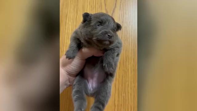 Video preview image #1 Pomeranian Puppy For Sale in ALBANY, NY, USA