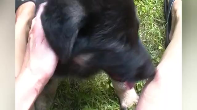 Video preview image #1 German Shepherd Dog Puppy For Sale in PIEDMONT, MO, USA