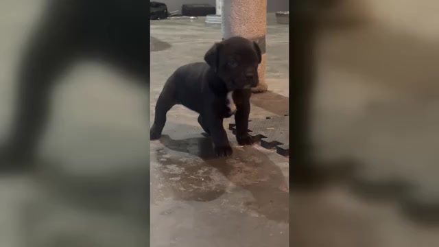 Video preview image #2 Cane Corso Puppy For Sale in COLLINSVILLE, IL, USA