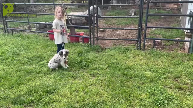 Video preview image #11  Breeder Profile in NOLENSVILLE, TN, USA