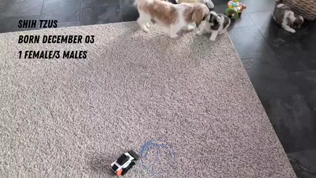 Video preview image #2 Shih Tzu Puppy For Sale in GOSHEN, IN, USA
