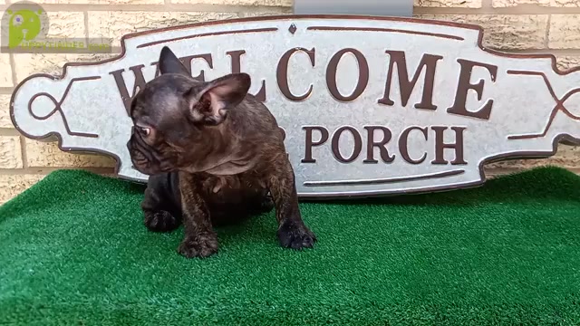 Video preview image #1 French Bulldog Puppy For Sale in CARTHAGE, TX, USA