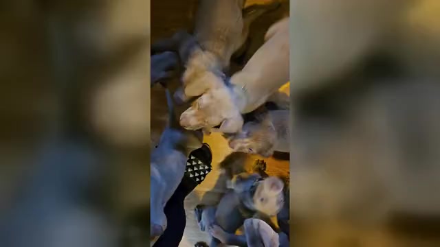 Video preview image #3 Weimaraner Puppy For Sale in INDIANAPOLIS, IN, USA