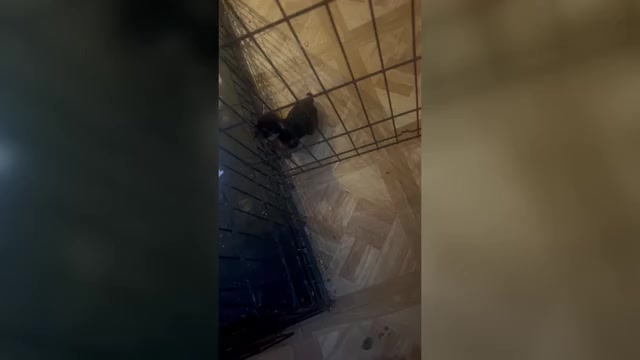 Video preview image #1 Yorkshire Terrier Puppy For Sale in DENHAM SPRINGS, LA, USA