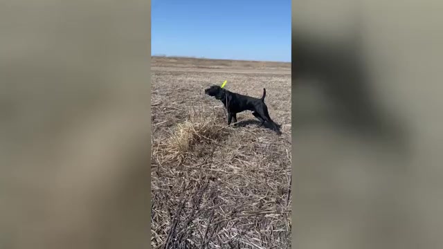 Video preview image #5  Breeder Profile in LEXINGTON, SC, USA