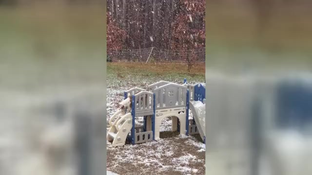 Video preview image #5  Breeder Profile in WESTFIELD, NC, USA