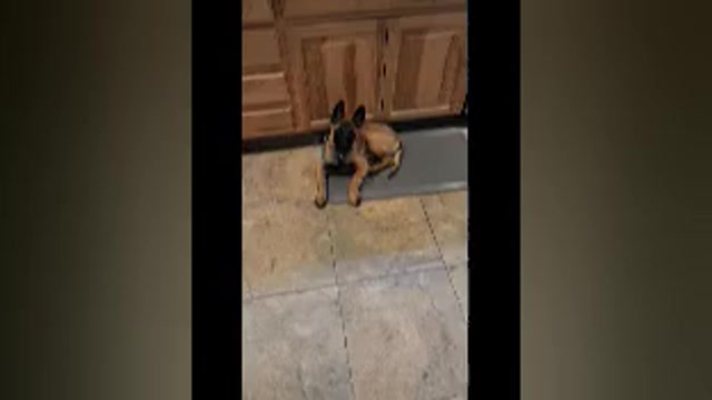 Video preview image #1 Belgian Malinois Puppy For Sale in RENO, NV, USA