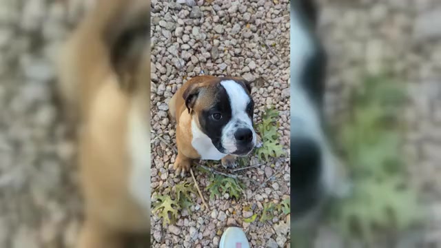 Video preview image #2 Olde English Bulldogge Puppy For Sale in AUSTIN, TX, USA
