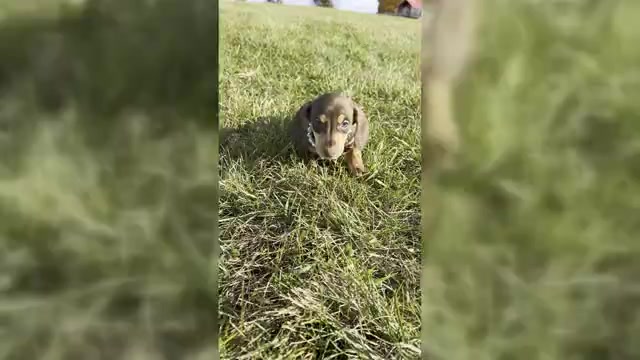 Video preview image #1 Dachshund Puppy For Sale in WARSAW, IN, USA