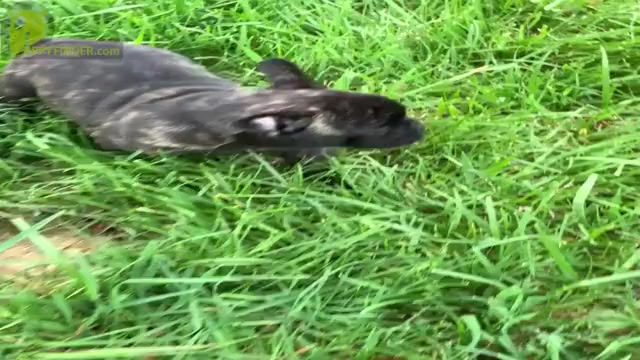 Video preview image #7 French Bulldog Puppy For Sale in WARSAW, IN, USA