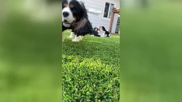 Video preview image #5 Cavalier King Charles Spaniel Puppy For Sale in SANTA ROSA, CA, USA