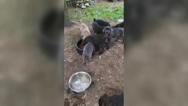 Video preview image #2 Cane Corso Puppy For Sale in NUNICA, MI, USA