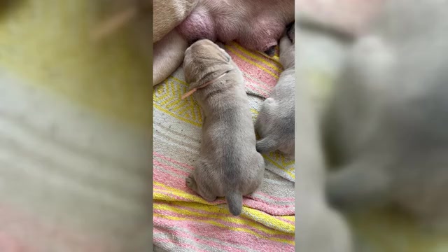 Video preview image #1 Cane Corso Puppy For Sale in ADDISON, TX, USA