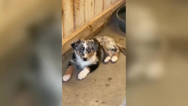 Video preview image #1 Miniature Australian Shepherd Puppy For Sale in SANDY VALLEY, NV, USA