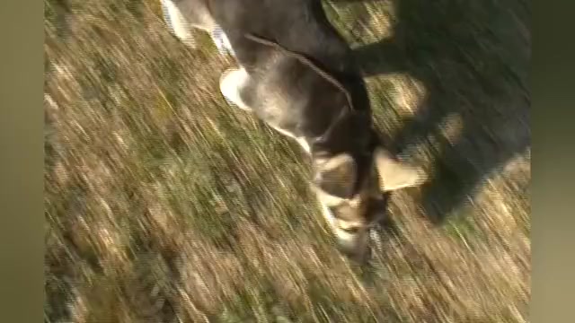 Video preview image #1 German Shepherd Dog Puppy For Sale in PIEDMONT, MO, USA