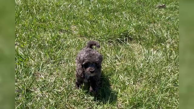 Video preview image #20 Morkie Puppy For Sale in WARSAW, IN, USA