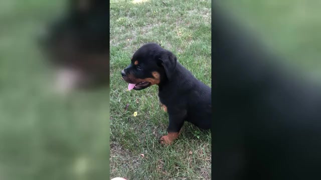 Video preview image #1 Rottweiler Puppy For Sale in JACKSON, NJ, USA