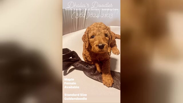 Video preview image #3 Goldendoodle Puppy For Sale in BREA, CA, USA