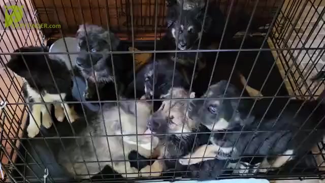 Video preview image #1 Goberian Puppy For Sale in UXBRIDGE, MA, USA