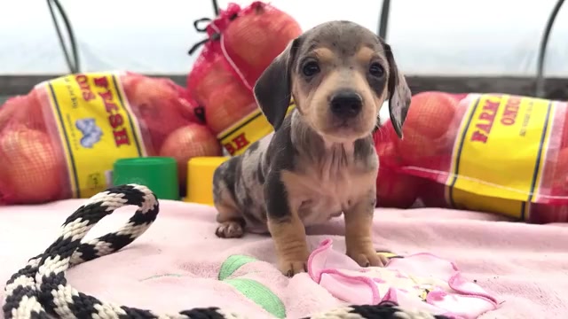 Video preview image #5 Dachshund Puppy For Sale in WAKARUSA, IN, USA