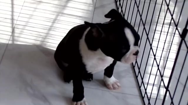 Video preview image #1 Boston Terrier Puppy For Sale in MONROE, NH, USA