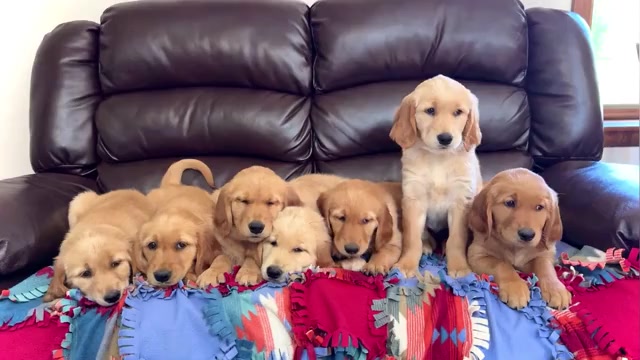Video preview image #1 Golden Retriever Puppy For Sale in WAKARUSA, IN, USA