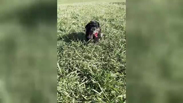 Video preview image #1 Poodle (Toy) Puppy For Sale in WARSAW, IN, USA