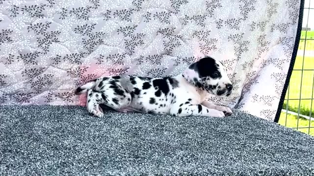 Video preview image #4 Great Dane Puppy For Sale in WAKARUSA, IN, USA