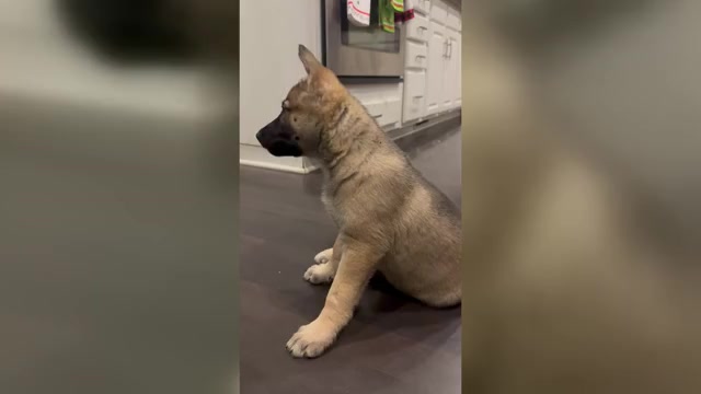 Video preview image #1 German Shepherd Dog Puppy For Sale in BURTON CITY, OH, USA