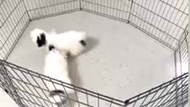 Video preview image #5 Shih Tzu Puppy For Sale in WAKARUSA, IN, USA