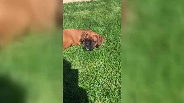 Video preview image #4 Boxer Puppy For Sale in APPLE CREEK, OH, USA