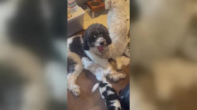 Video preview image #2 Poodle (Standard) Puppy For Sale in COLUMBIA, SC, USA