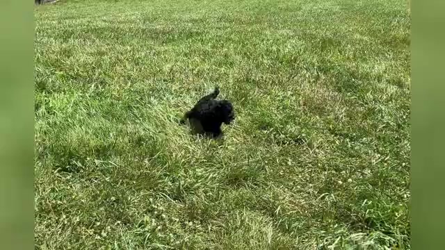 Video preview image #1 Goldendoodle (Miniature) Puppy For Sale in WARSAW, IN, USA