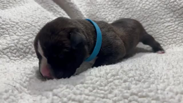 Video preview image #7 Boxer Puppy For Sale in RALEIGH, NC, USA