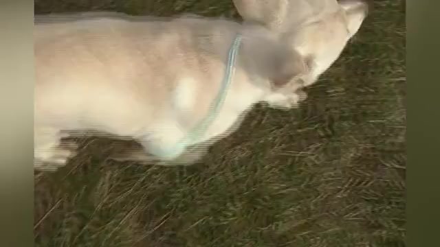 Video preview image #1 German Shepherd Dog Puppy For Sale in PIEDMONT, MO, USA