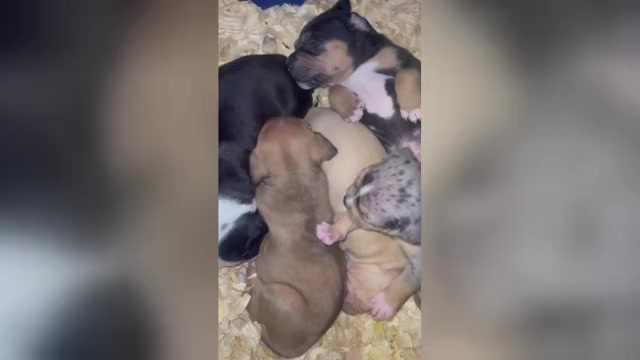 Video preview image #1 American Pit Bull Terrier Puppy For Sale in TRENTON, NJ, USA