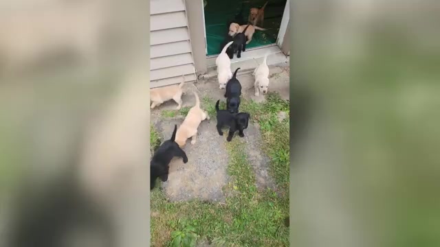 Video preview image #1 Labrador Retriever Puppy For Sale in CHICORA, PA, USA