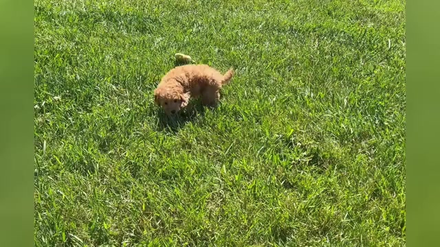 Video preview image #1 Poodle (Toy) Puppy For Sale in WARSAW, IN, USA