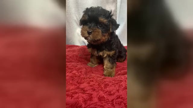 Video preview image #1 Yorkshire Terrier Puppy For Sale in BETHLEHEM, GA, USA
