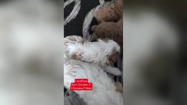 Video preview image #1 Cavapoo (Miniature) Puppy For Sale in GOSHEN, IN, USA