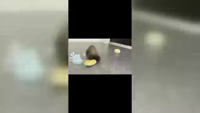 Video preview image #10 Cavapoo Puppy For Sale in WARSAW, IN, USA