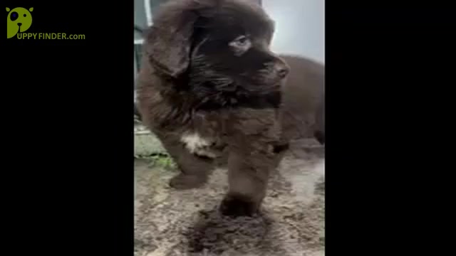Video preview image #5 Newfoundland Puppy For Sale in SHIPSHEWANA, IN, USA