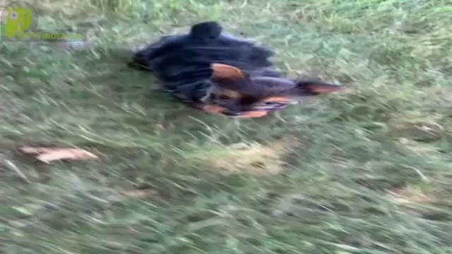 Video preview image #5 Yorkshire Terrier Puppy For Sale in WARSAW, IN, USA