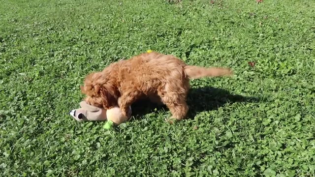 Video preview image #1 Cavapoo Puppy For Sale in THORP, WI, USA