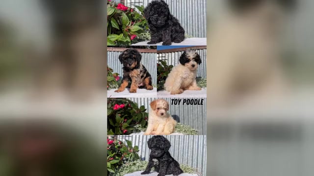 Video preview image #1 Poodle (Toy) Puppy For Sale in GOSHEN, IN, USA