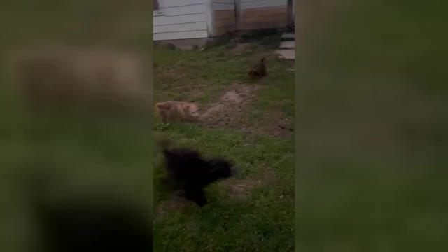 Video preview image #1 Eskipoo (Miniature) Puppy For Sale in LAFAYETTE, MS, USA